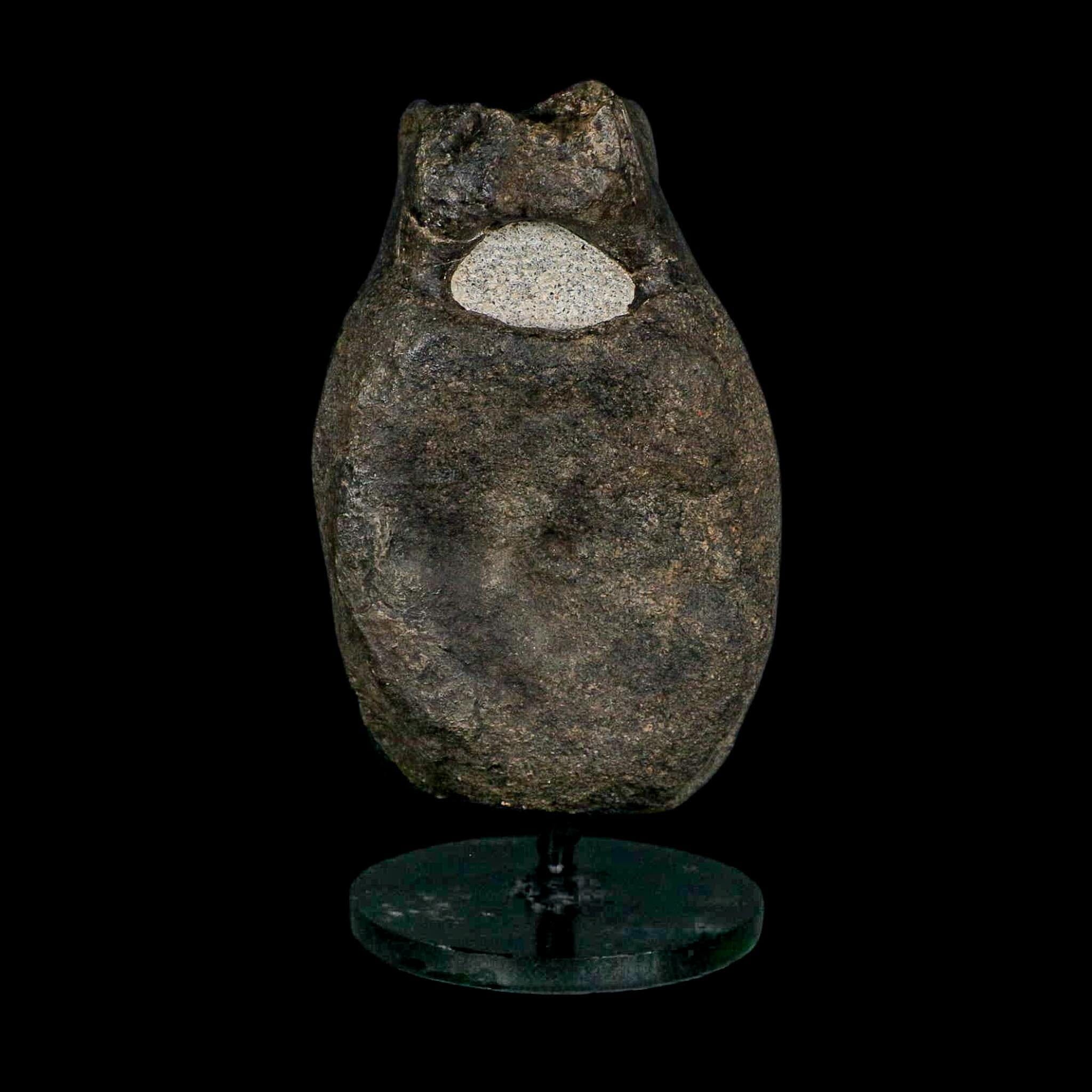 4.8" Hypacrosaurus Dinosaur Fossil Vertebrae Bone Two Medicine FM MT COA Stand - Fossil Age Minerals