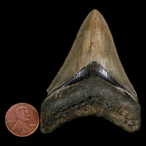 2.7" Quality Megalodon Shark Tooth Serrated Fossil Natural Miocene Age COA - Fossil Age Minerals