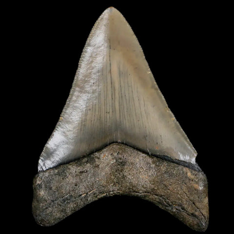 2.7" Quality Megalodon Shark Tooth Serrated Fossil Natural Miocene Age COA - Fossil Age Minerals