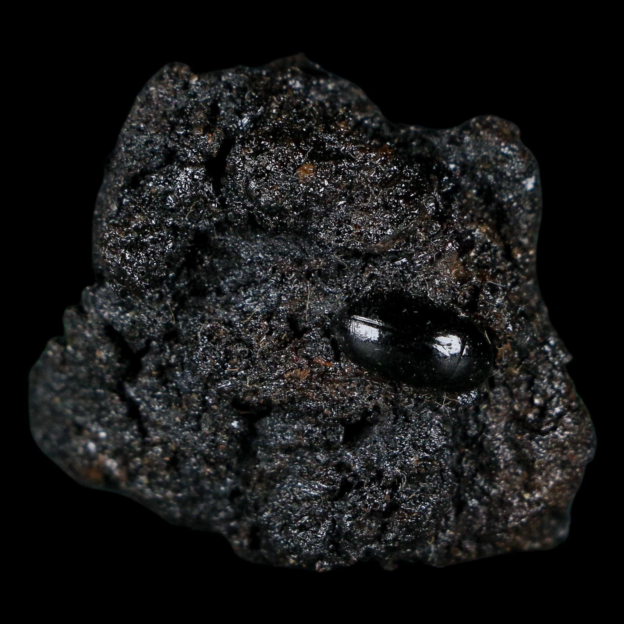 0.3" Fossil Tropisternus Sp Beetle Encapsulated In Solidified Tar Pleistocene Age