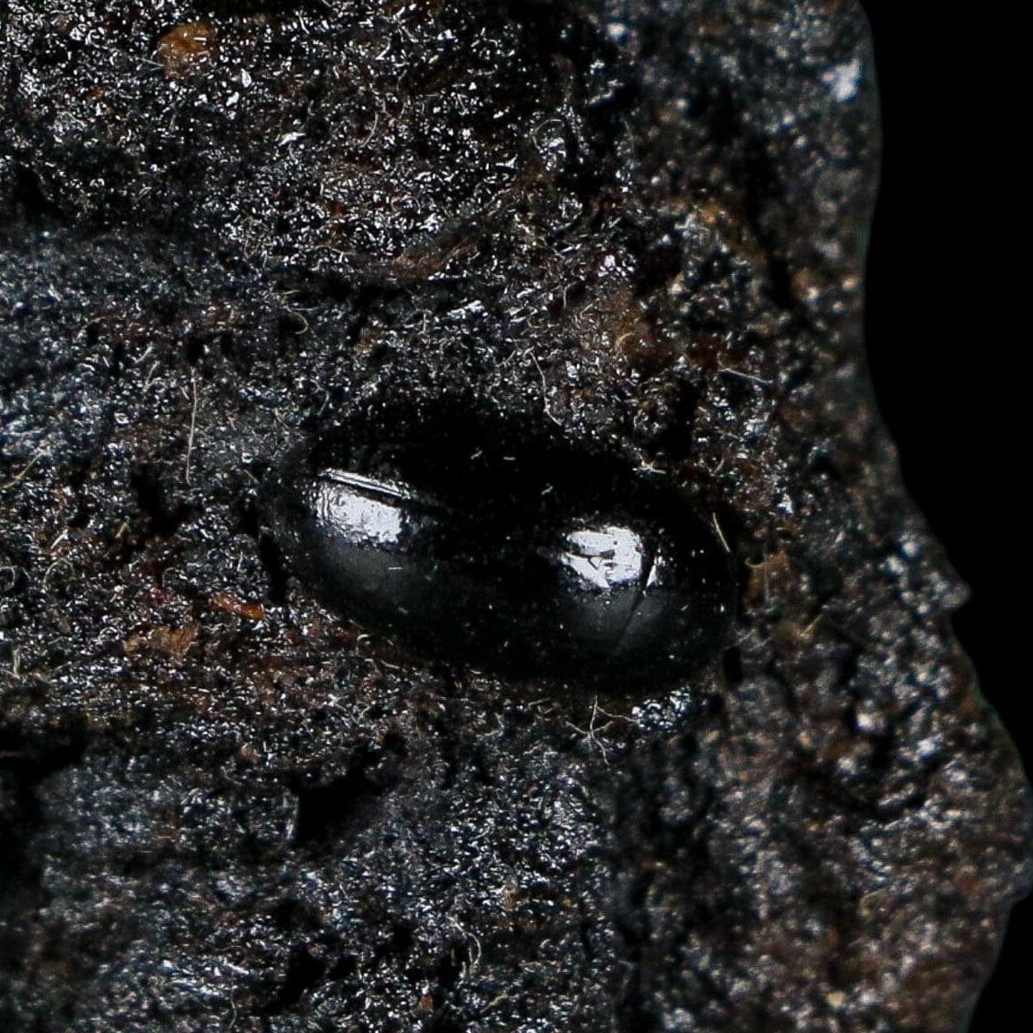 0.3" Fossil Tropisternus Sp Beetle Encapsulated In Solidified Tar Pleistocene Age