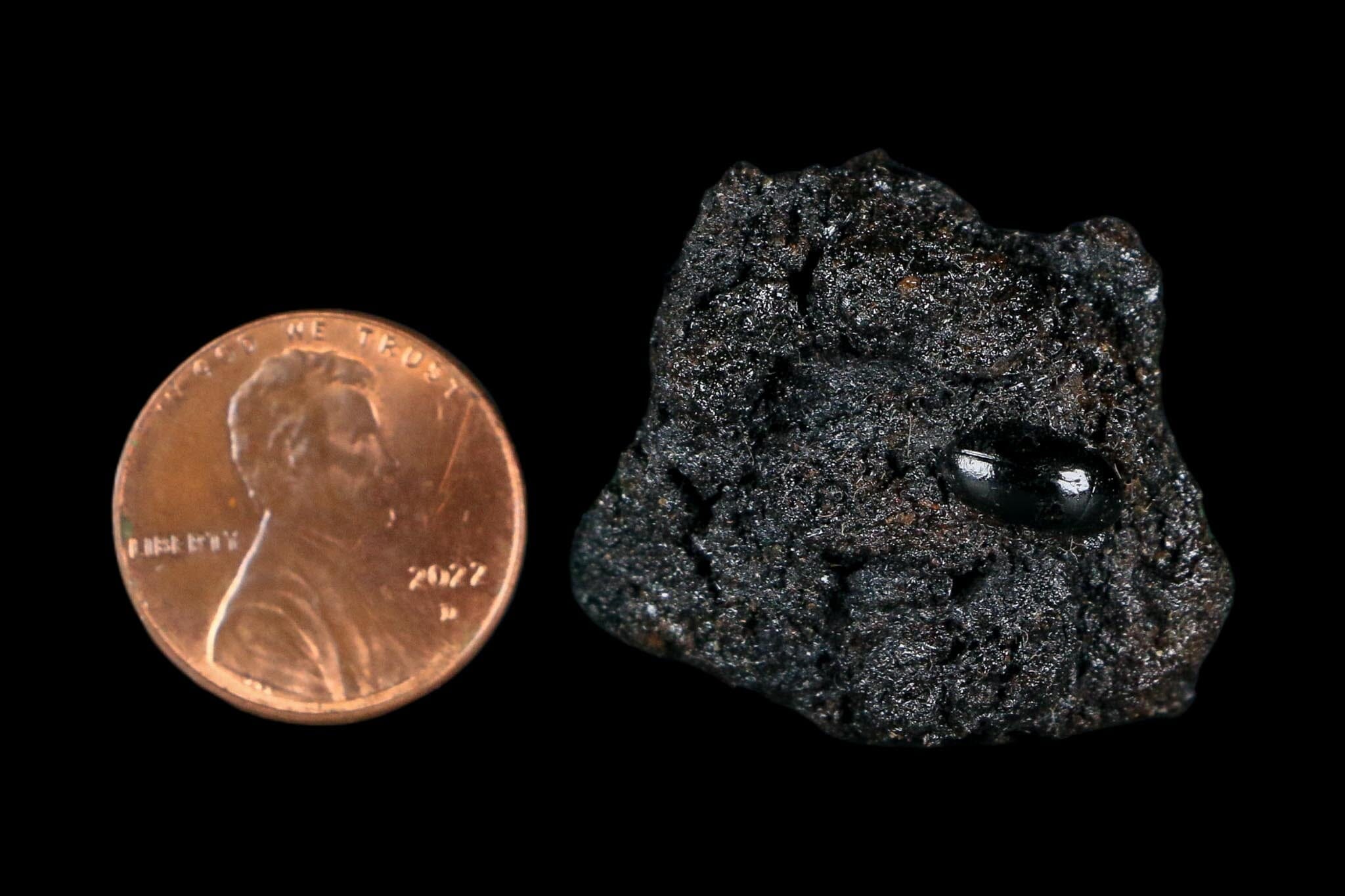 0.3" Fossil Tropisternus Sp Beetle Encapsulated In Solidified Tar Pleistocene Age