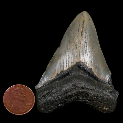 2.4" Quality Megalodon Shark Tooth Serrated Fossil Natural Miocene Age COA - Fossil Age Minerals