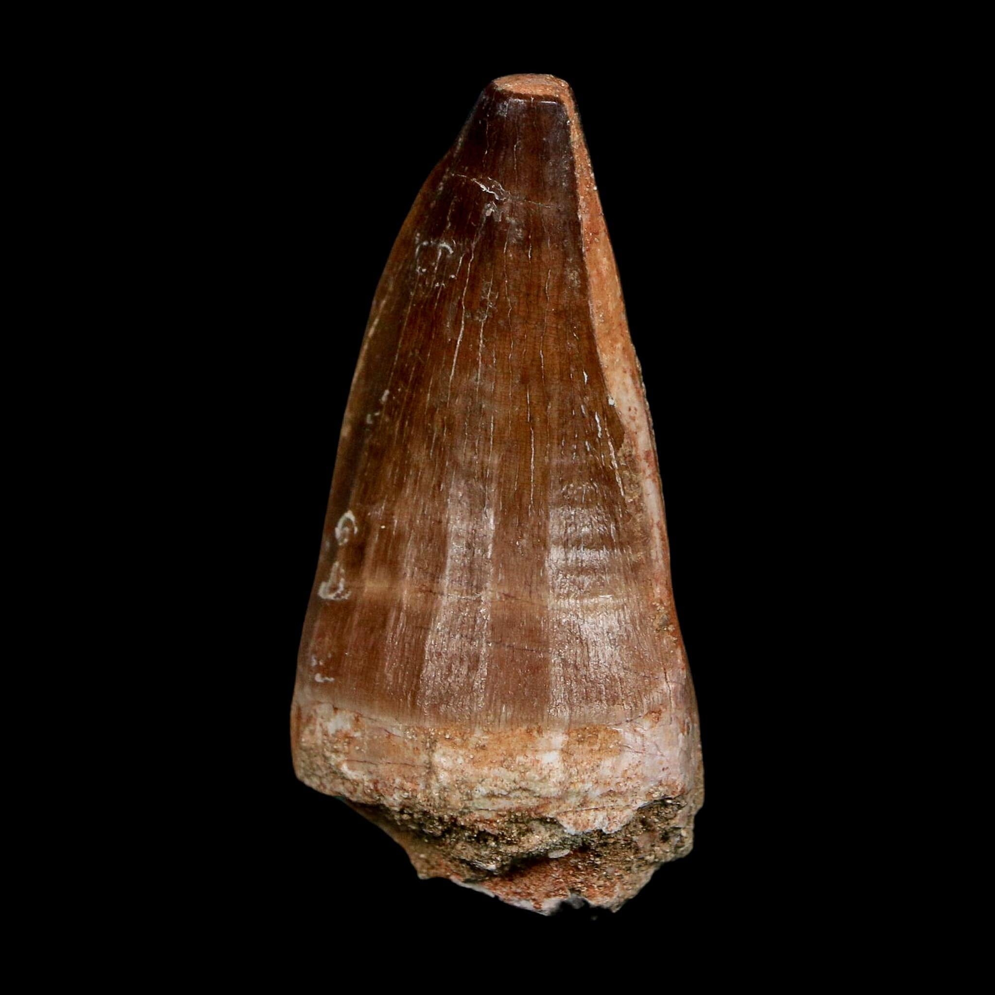XL 2.3" Mosasaur Prognathodon Fossil Tooth Cretaceous Dinosaur Era COA, Stand - Fossil Age Minerals