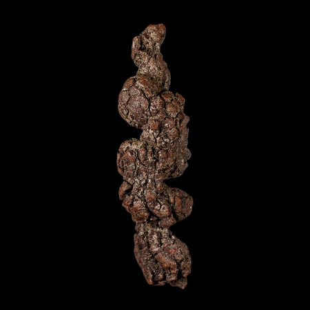 3.8" Prehistoric Coprolite Fossil Specimen Poop Dung Miocene Madagascar