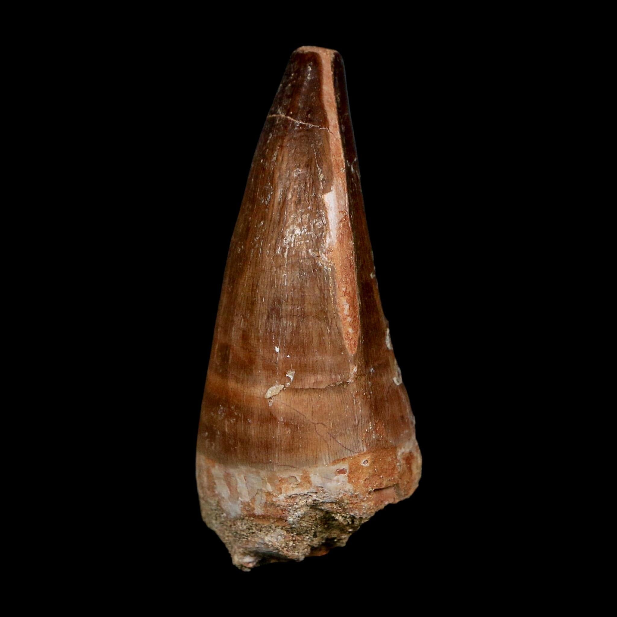 XL 2.3" Mosasaur Prognathodon Fossil Tooth Cretaceous Dinosaur Era COA, Stand - Fossil Age Minerals