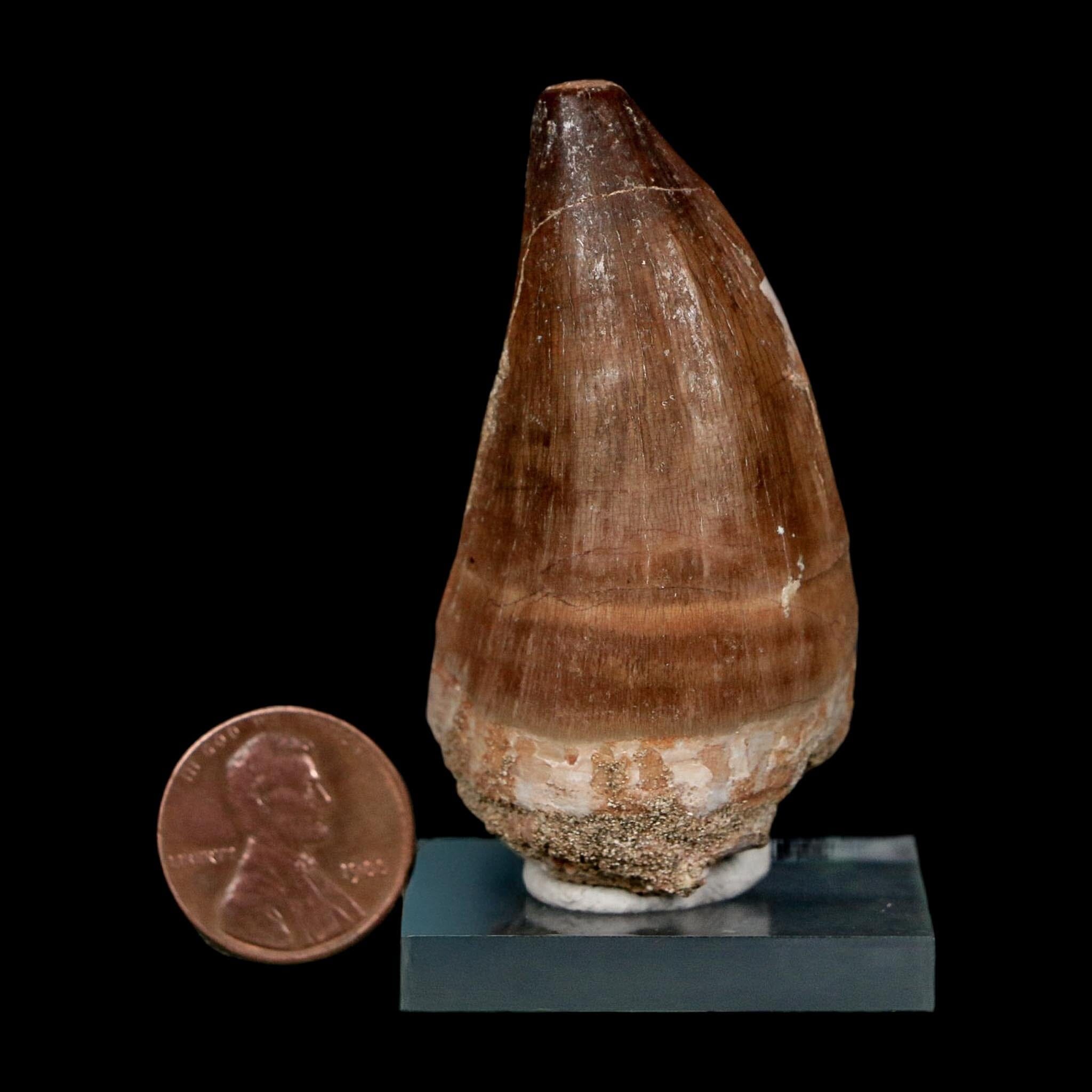 XL 2.3" Mosasaur Prognathodon Fossil Tooth Cretaceous Dinosaur Era COA, Stand - Fossil Age Minerals