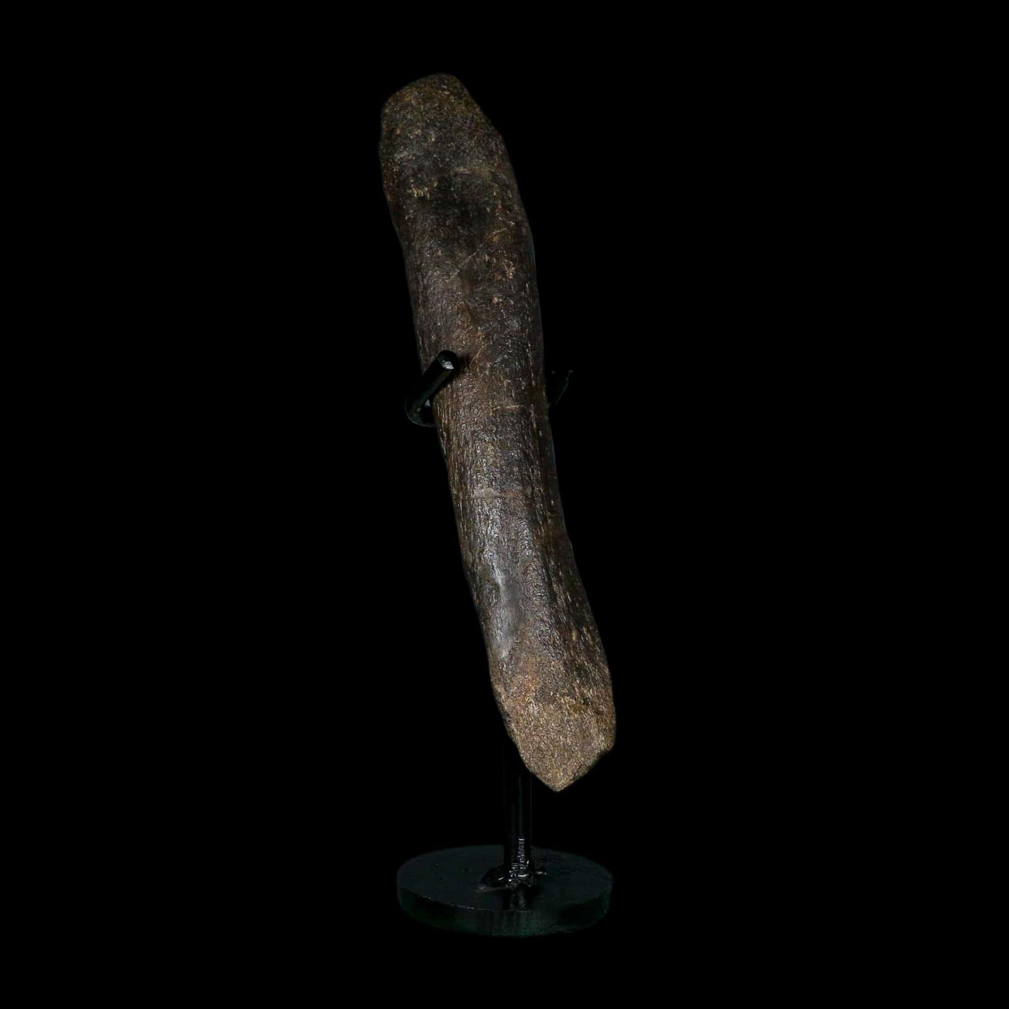 6.8" Hypacrosaurus Dinosaur Fossil Metacarpal Bone Two Medicine FM MT COA Stand - Fossil Age Minerals
