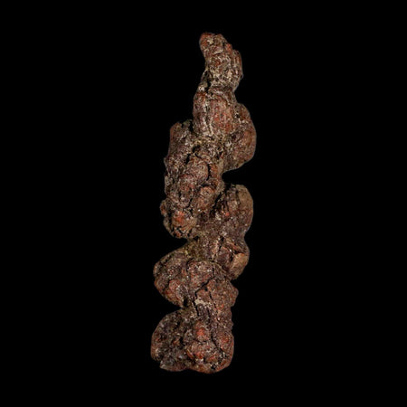 3.8" Prehistoric Coprolite Fossil Specimen Poop Dung Miocene Madagascar