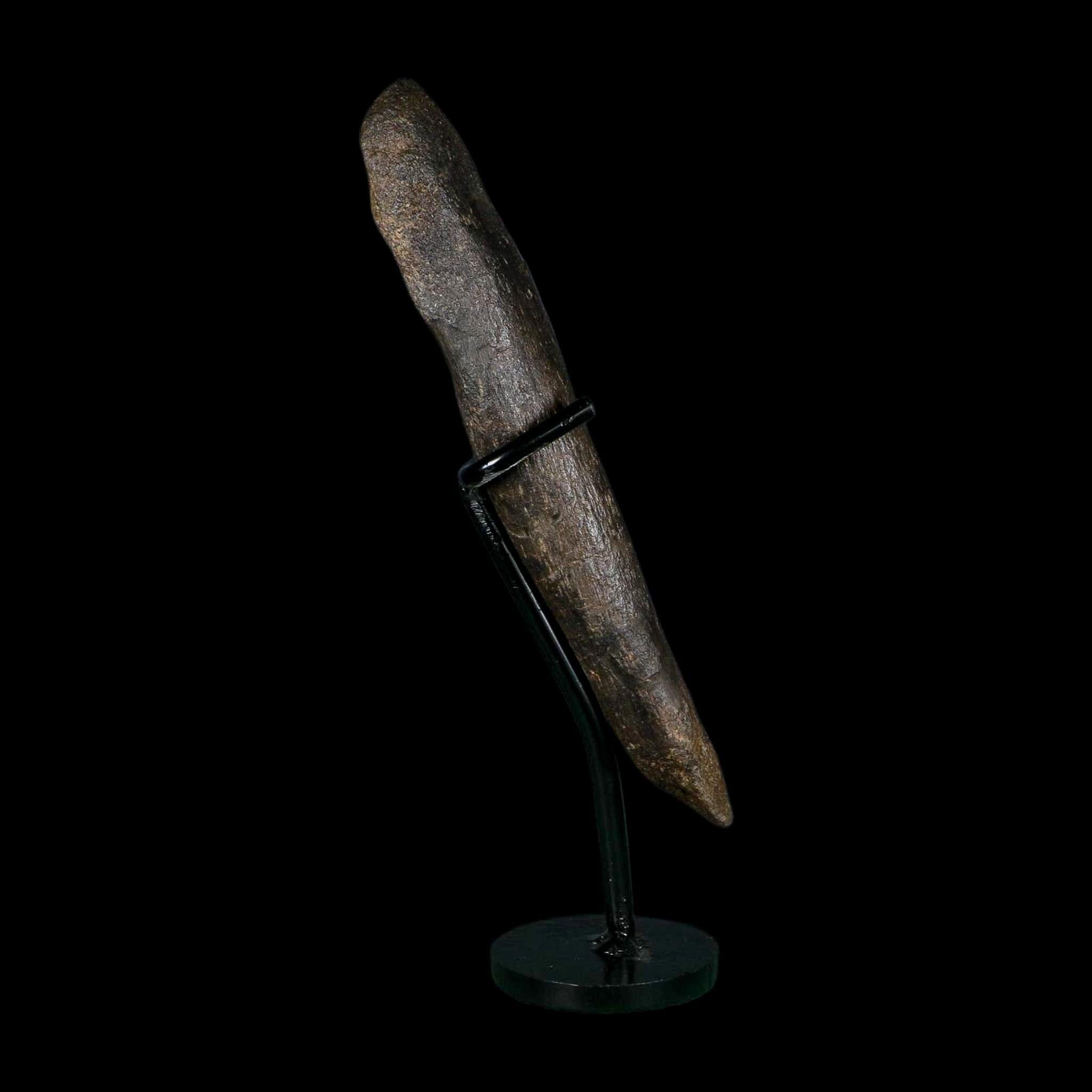6.8" Hypacrosaurus Dinosaur Fossil Metacarpal Bone Two Medicine FM MT COA Stand - Fossil Age Minerals