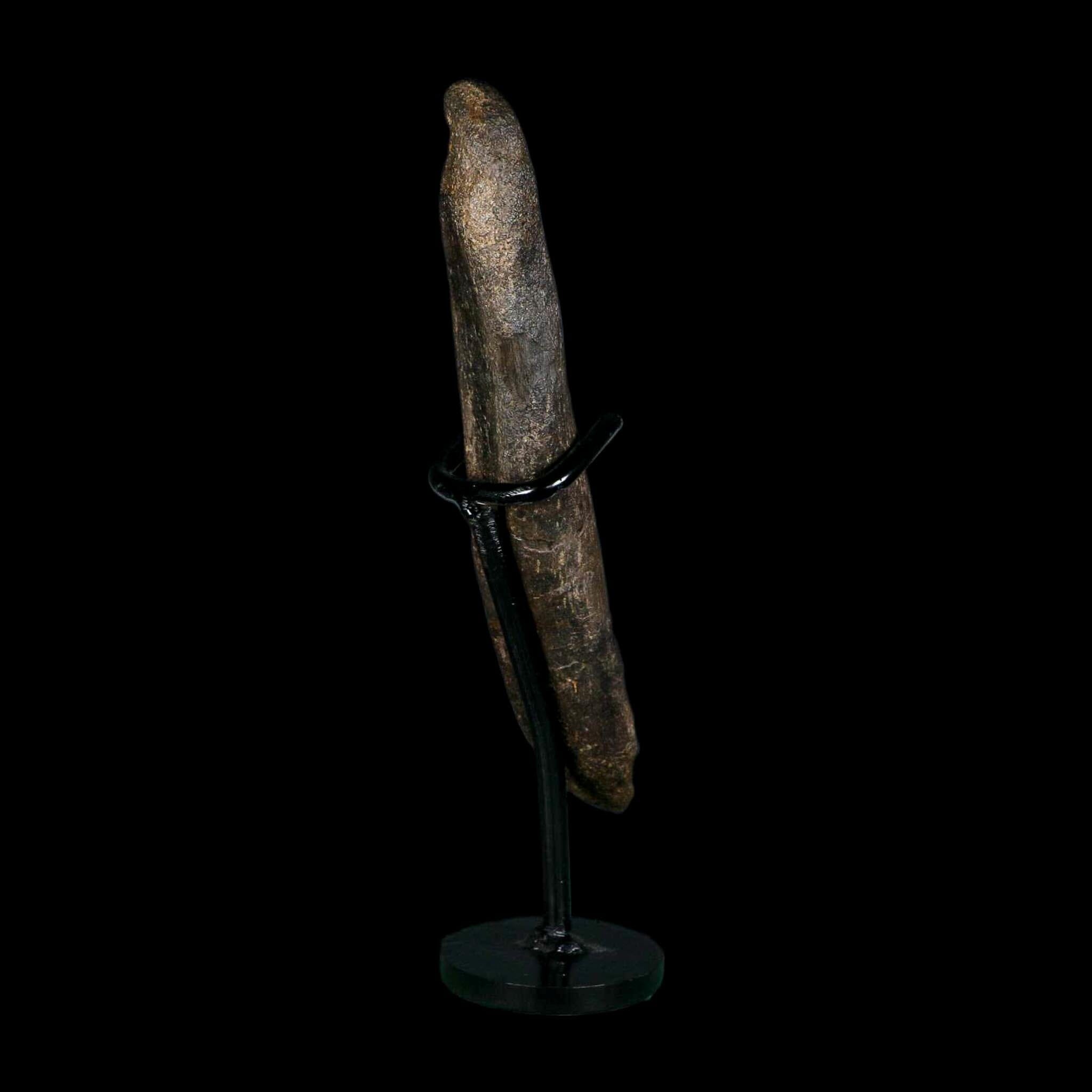 6.8" Hypacrosaurus Dinosaur Fossil Metacarpal Bone Two Medicine FM MT COA Stand - Fossil Age Minerals