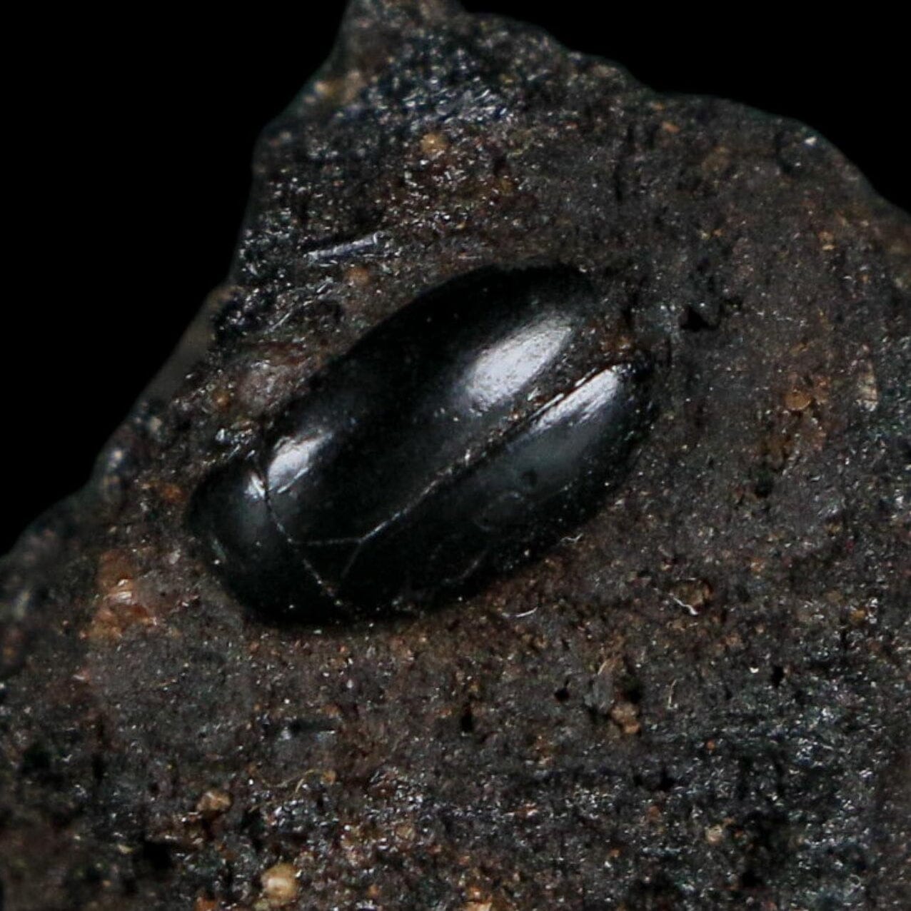 0.3" Fossil Tropisternus Sp Beetle Encapsulated In Solidified Tar Pleistocene Age