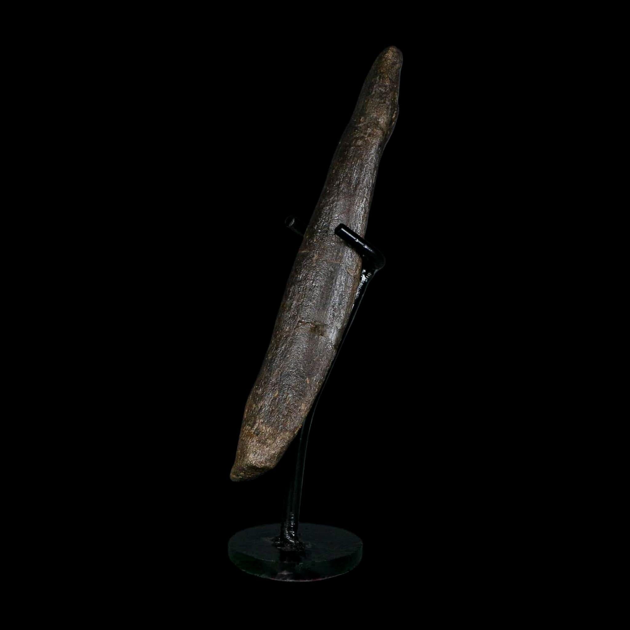 6.8" Hypacrosaurus Dinosaur Fossil Metacarpal Bone Two Medicine FM MT COA Stand - Fossil Age Minerals