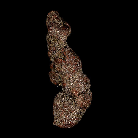 3.3" Prehistoric Coprolite Fossil Specimen Poop Dung Miocene Madagascar