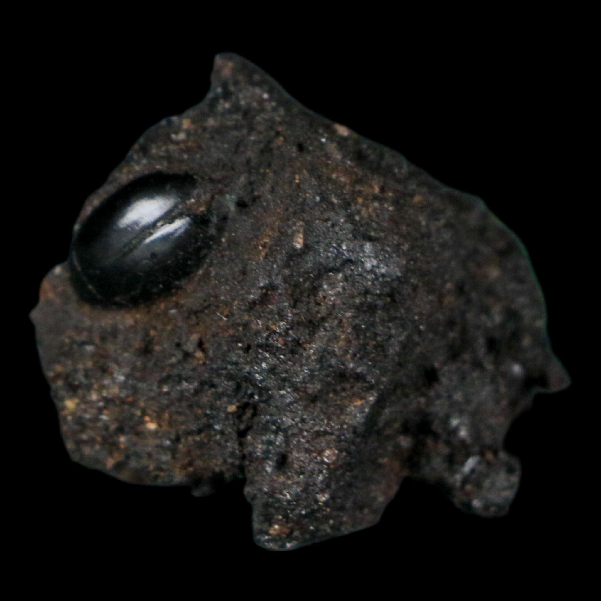 0.3" Fossil Tropisternus Sp Beetle Encapsulated In Solidified Tar Pleistocene Age