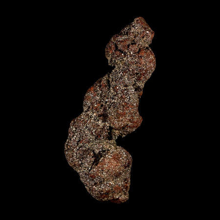 3.3" Prehistoric Coprolite Fossil Specimen Poop Dung Miocene Madagascar