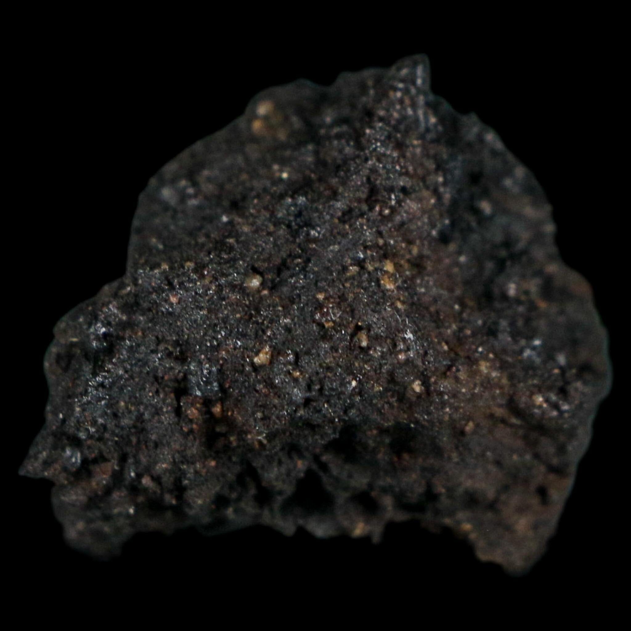 0.3" Fossil Tropisternus Sp Beetle Encapsulated In Solidified Tar Pleistocene Age