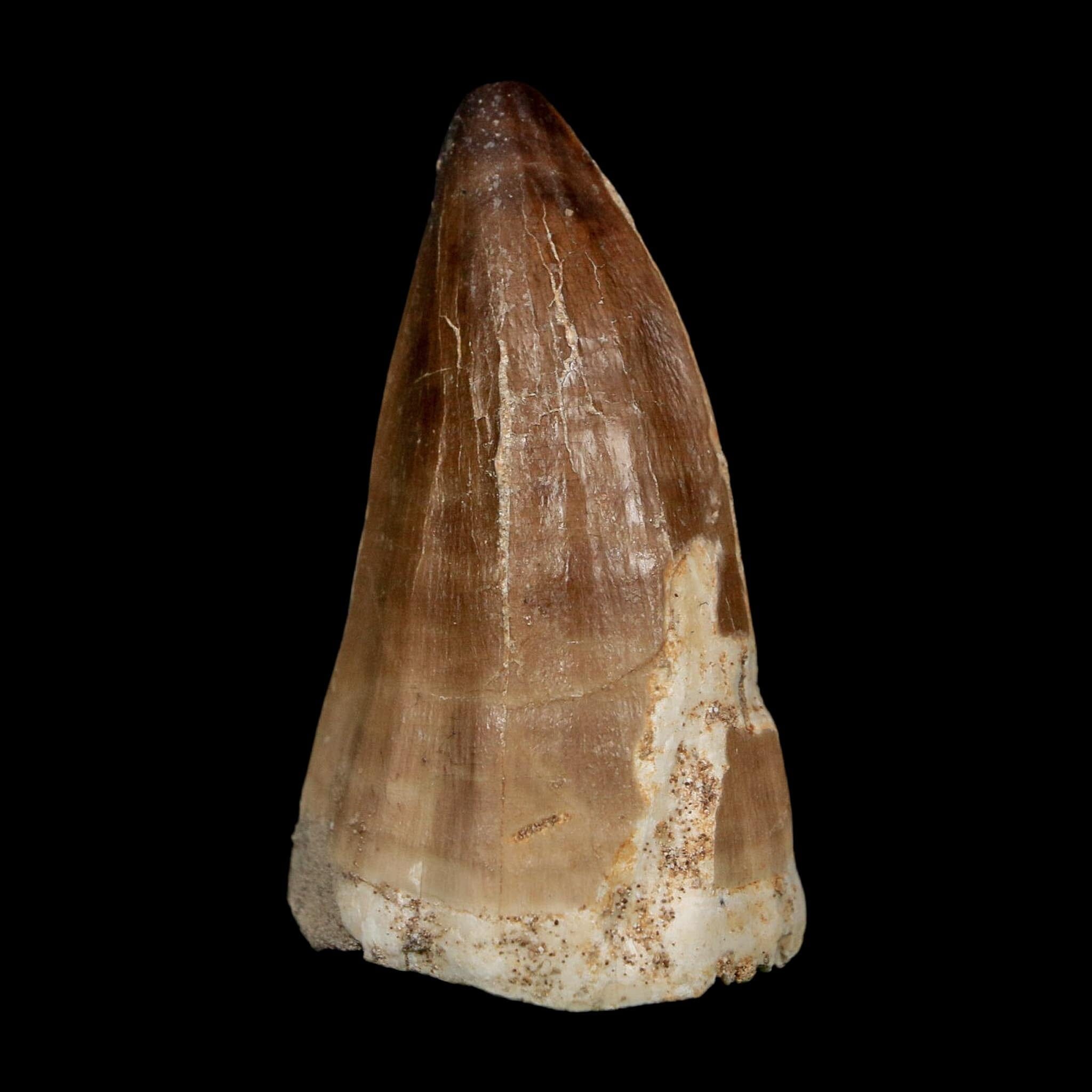 XL 2.4" Mosasaur Prognathodon Fossil Tooth Cretaceous Dinosaur Era COA, Stand - Fossil Age Minerals