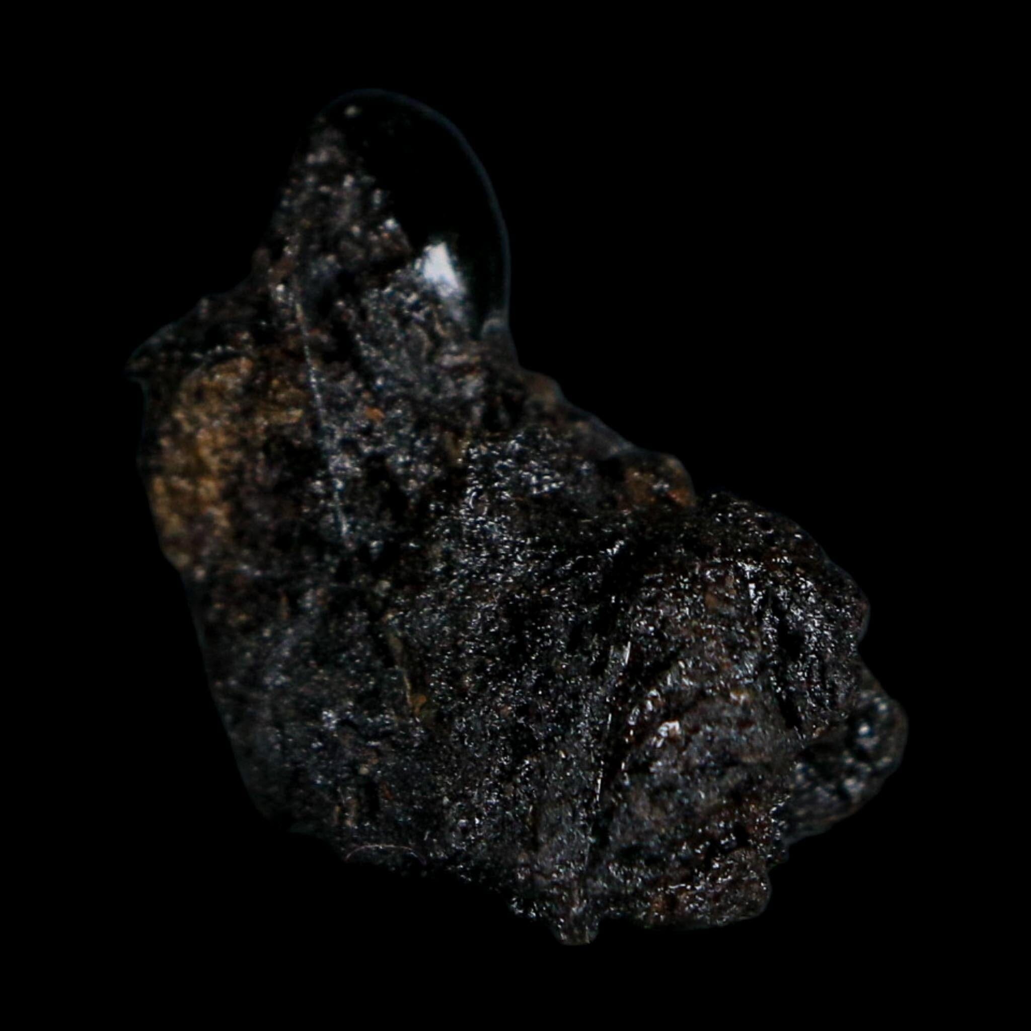 0.3" Fossil Tropisternus Sp Beetle Encapsulated In Solidified Tar Pleistocene Age