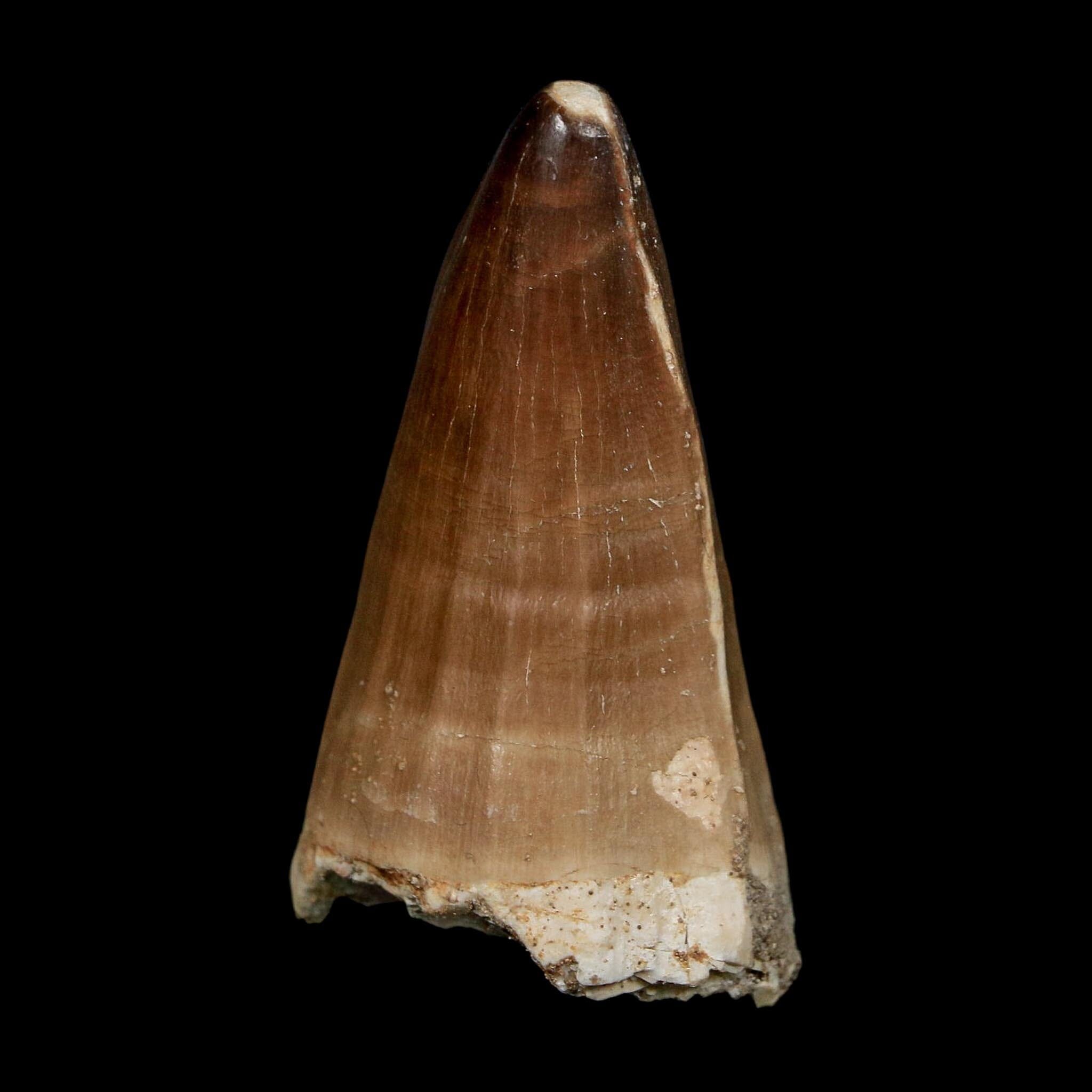 XL 2.4" Mosasaur Prognathodon Fossil Tooth Cretaceous Dinosaur Era COA, Stand - Fossil Age Minerals