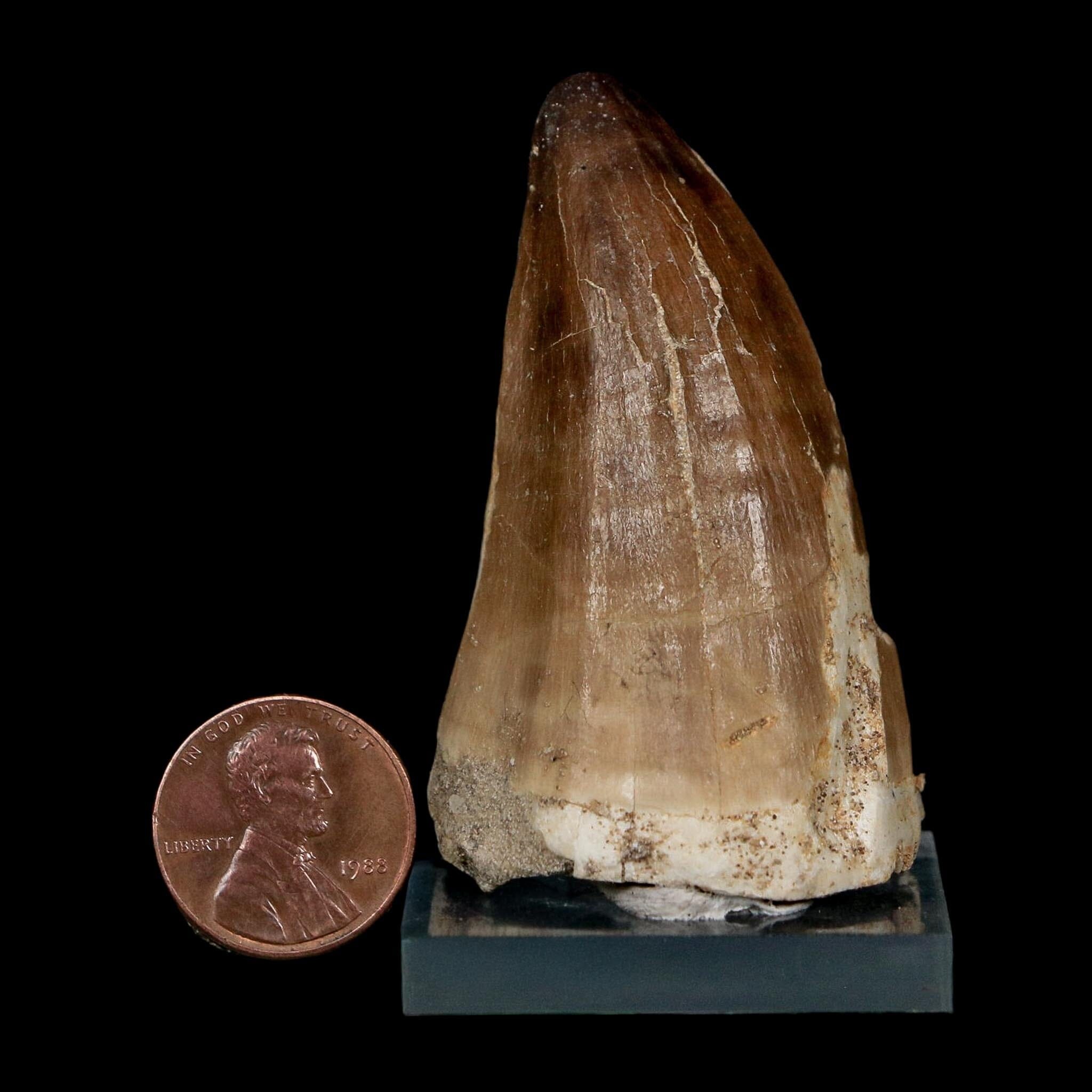 XL 2.4" Mosasaur Prognathodon Fossil Tooth Cretaceous Dinosaur Era COA, Stand - Fossil Age Minerals