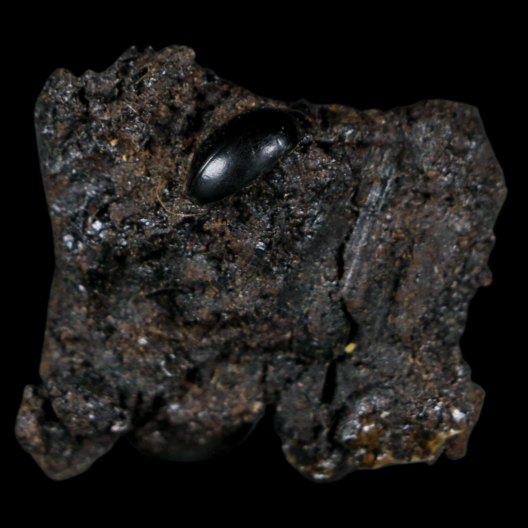 0.3" Fossil Tropisternus Sp Beetle Encapsulated In Solidified Tar Pleistocene Age
