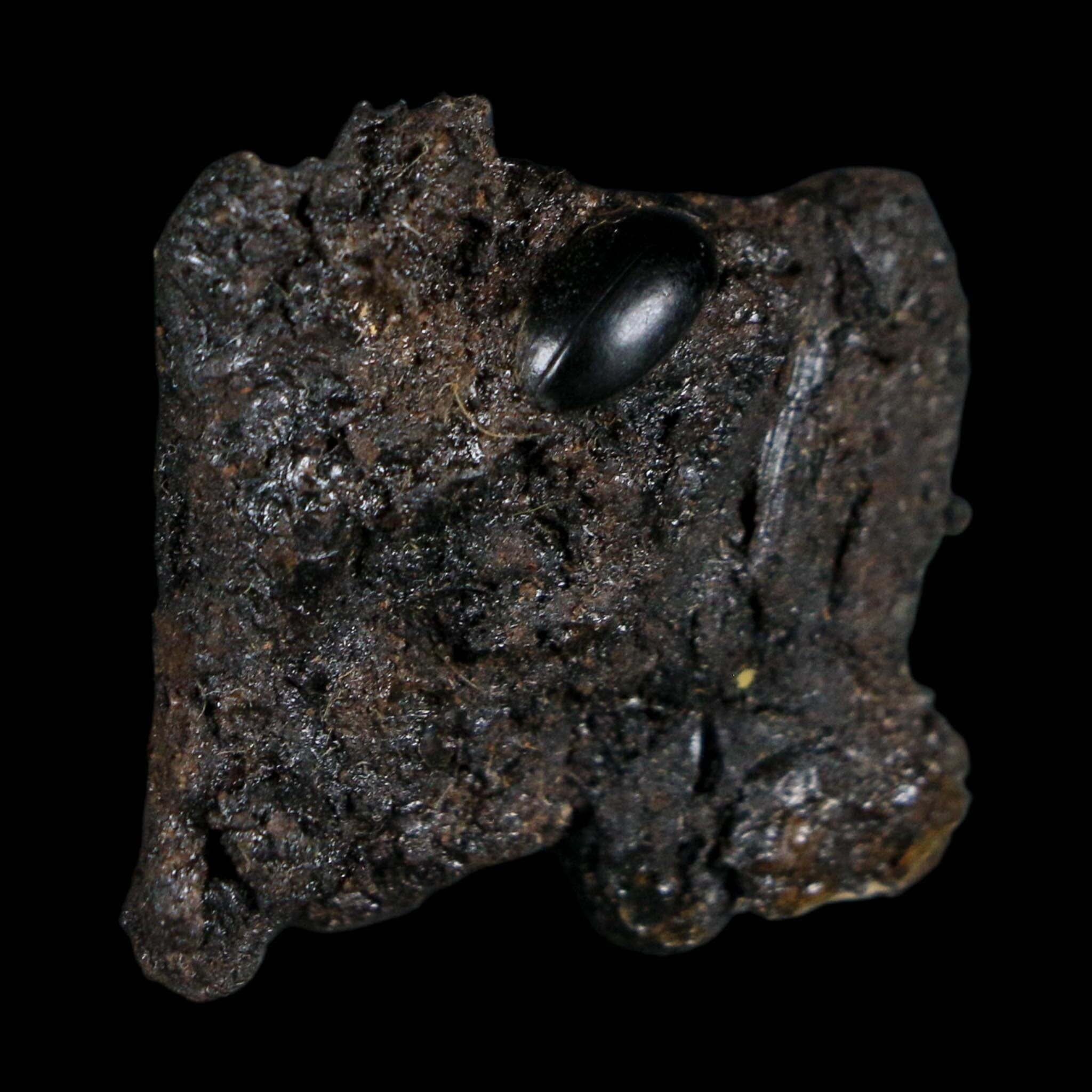 0.3" Fossil Tropisternus Sp Beetle Encapsulated In Solidified Tar Pleistocene Age