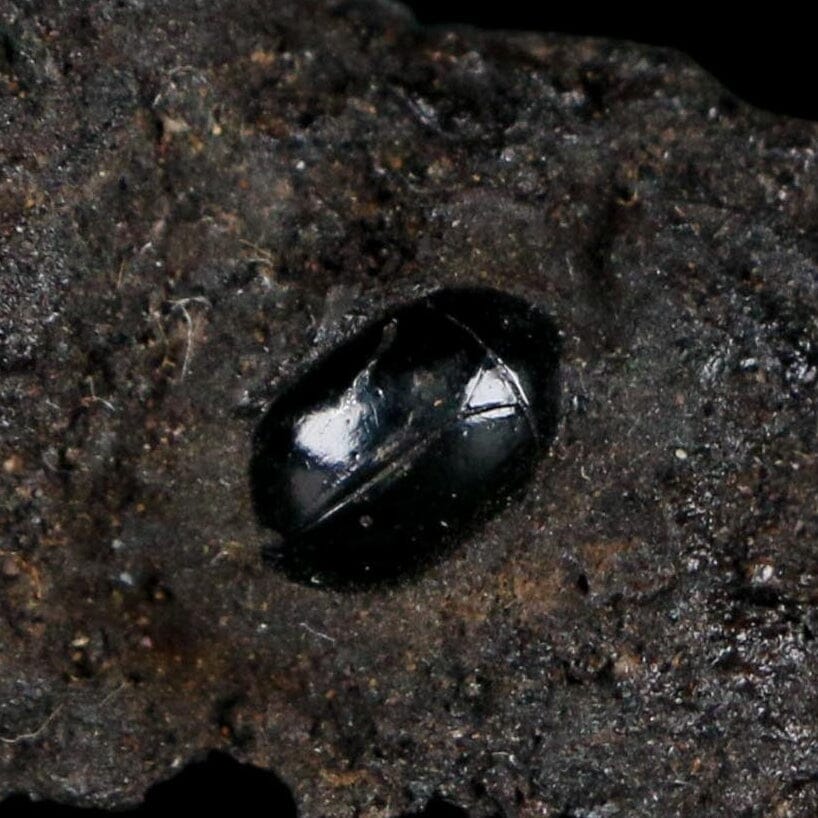 0.3" Fossil Tropisternus Sp Beetle Encapsulated In Solidified Tar Pleistocene Age
