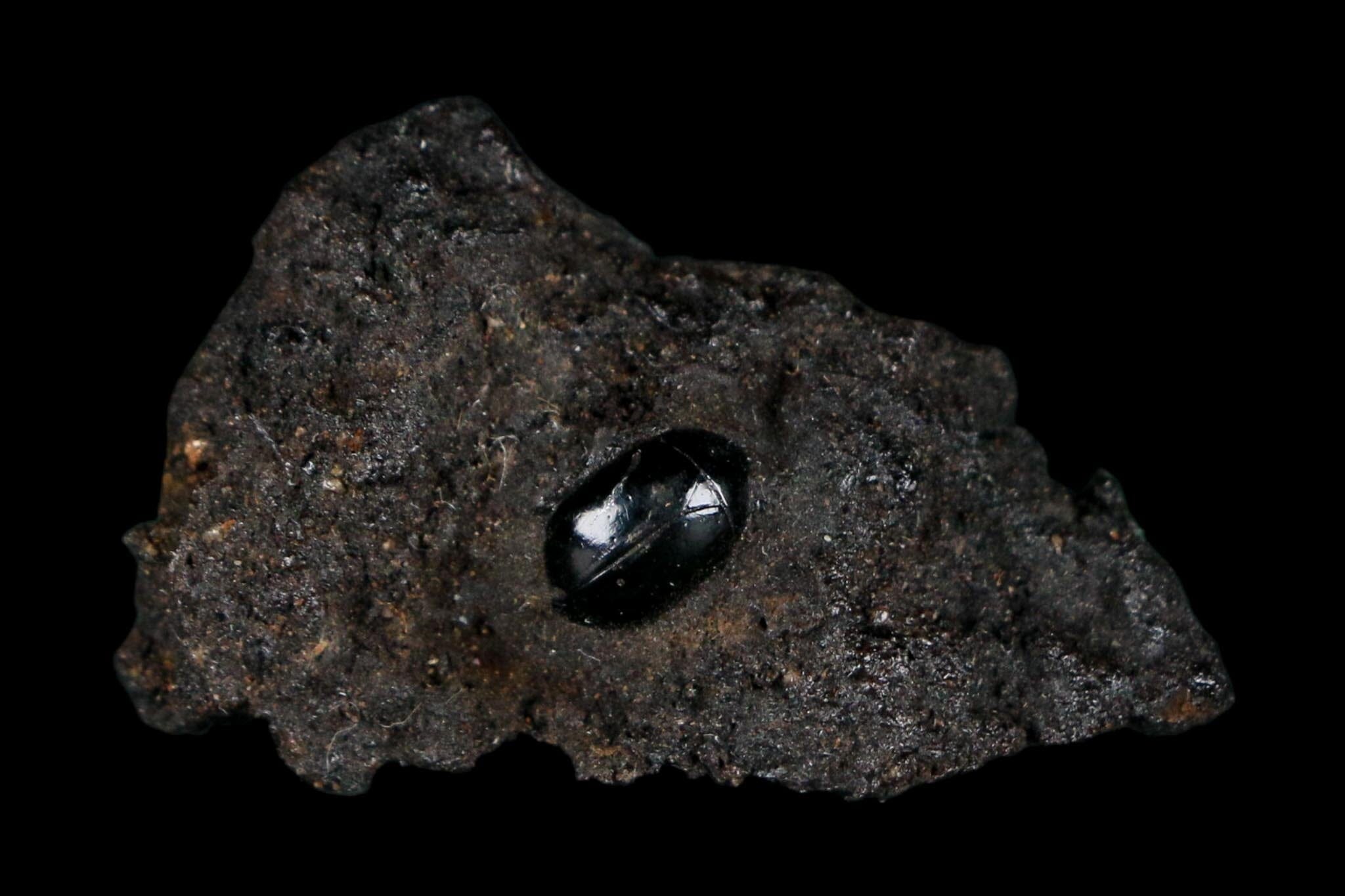 0.3" Fossil Tropisternus Sp Beetle Encapsulated In Solidified Tar Pleistocene Age