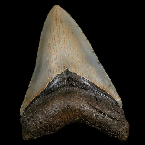 3.7" Quality Megalodon Shark Tooth Serrated Fossil Natural Miocene Age COA - Fossil Age Minerals