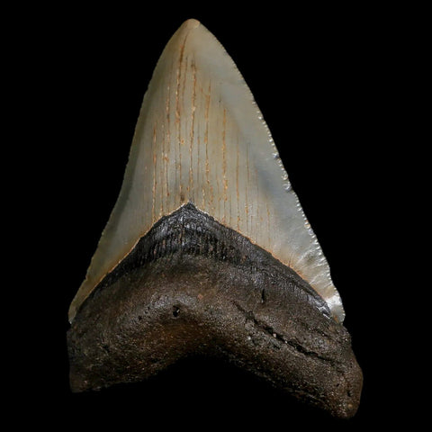 3.7" Quality Megalodon Shark Tooth Serrated Fossil Natural Miocene Age COA - Fossil Age Minerals