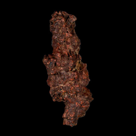 3.2" Prehistoric Coprolite Fossil Specimen Poop Dung Miocene Madagascar