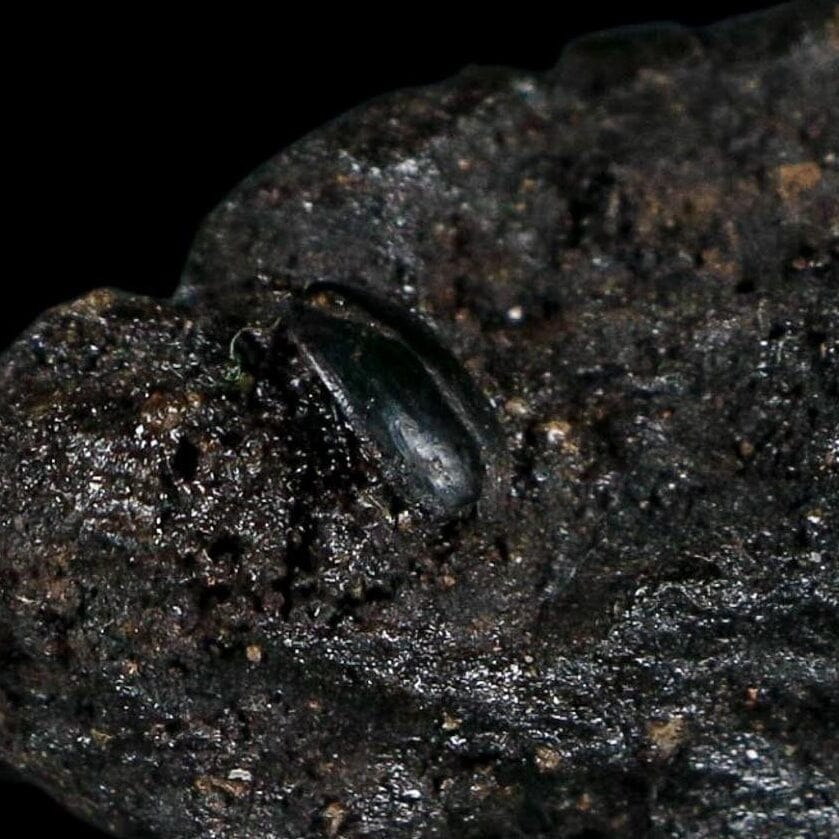 0.3" Fossil Tropisternus Sp Beetle Encapsulated In Solidified Tar Pleistocene Age