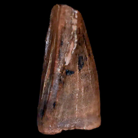 0.6" Tyrannosaur Fossil Premax Tooth Cretaceous Dinosaur Judith River FM MT COA - Fossil Age Minerals