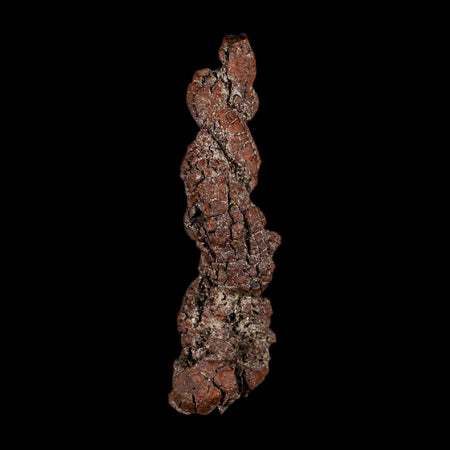 3.3" Prehistoric Coprolite Fossil Specimen Poop Dung Miocene Madagascar