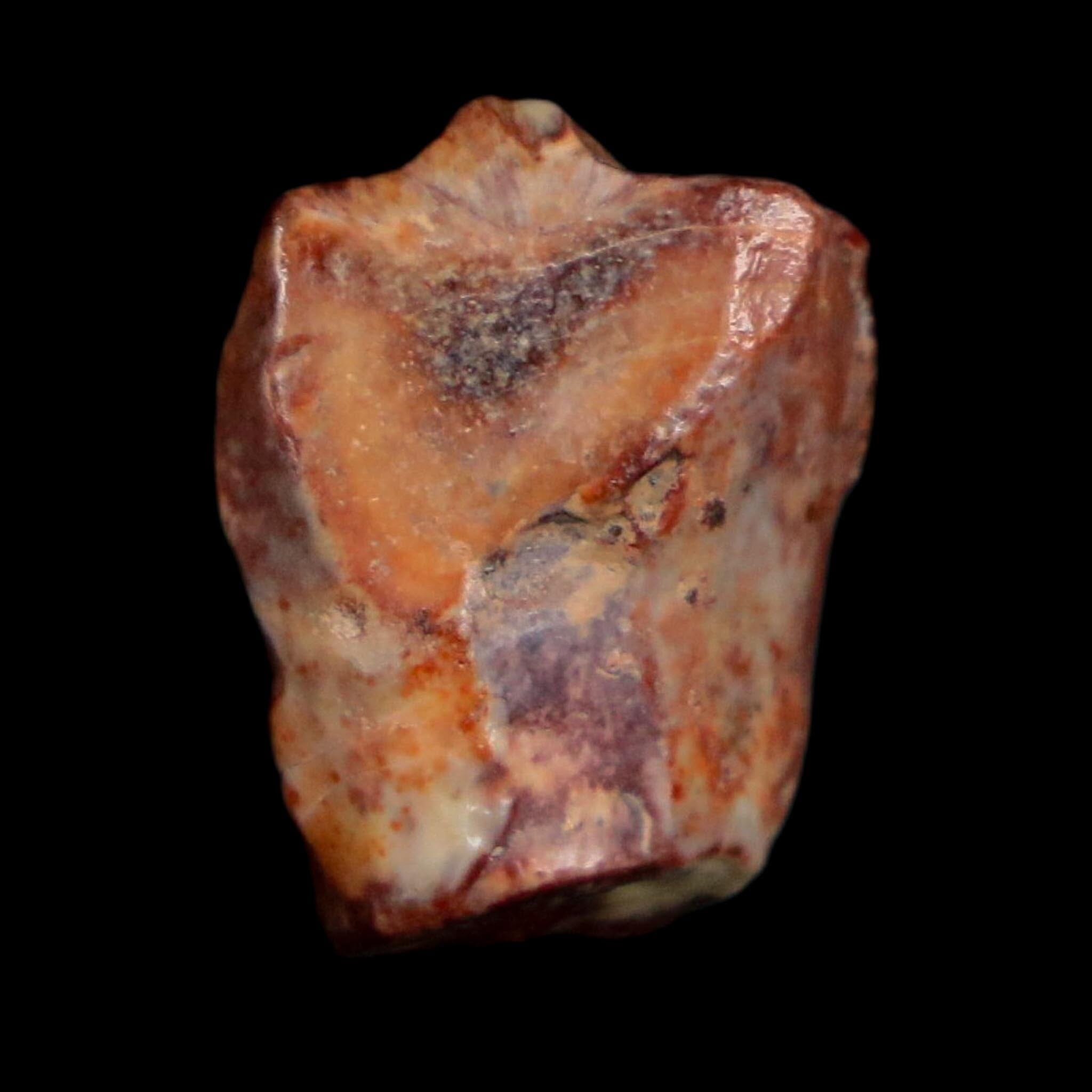 0.6" Ouranosaurus Fossil Tooth Cretaceous Age Iguanodontid Dinosaur Niger