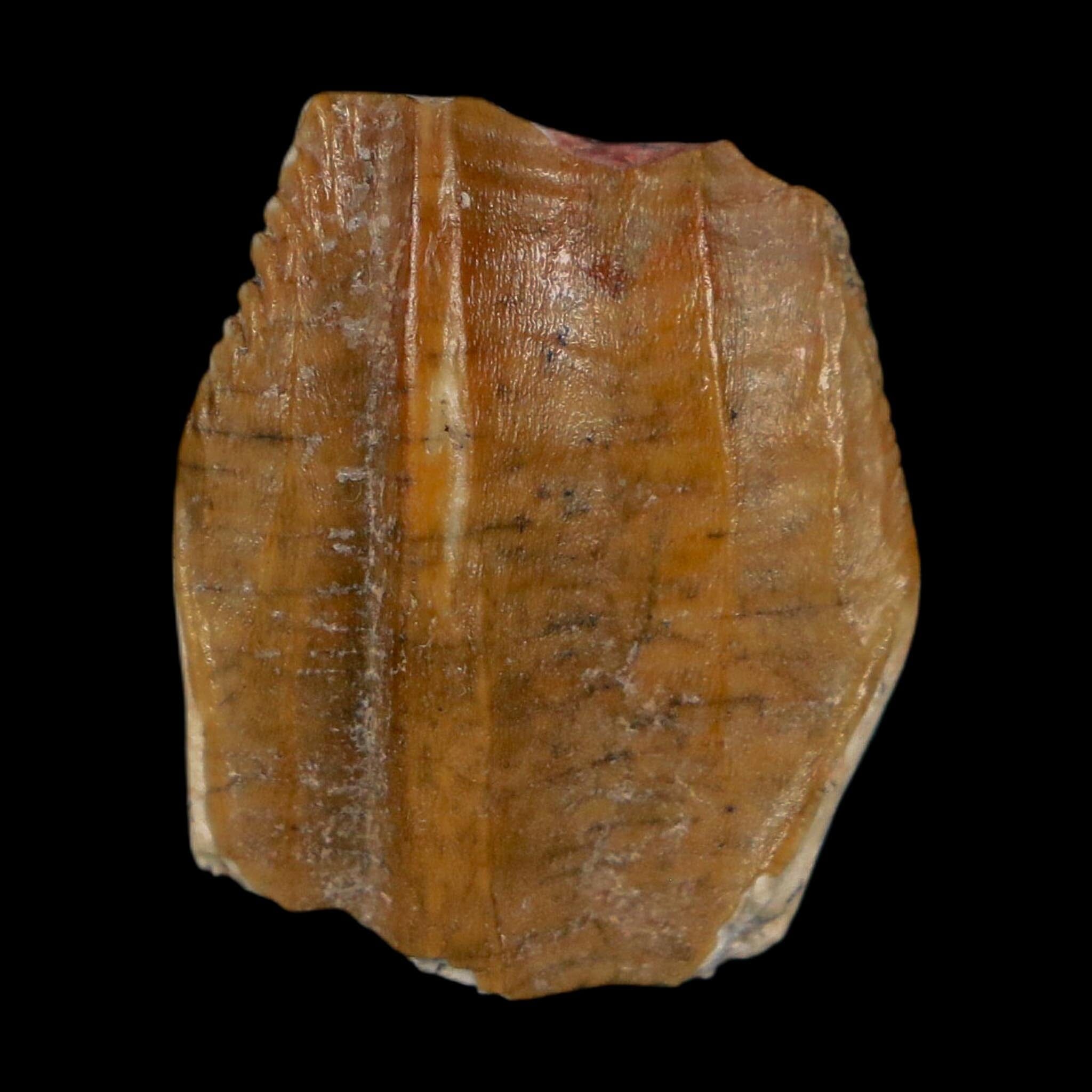 0.8" Ouranosaurus Fossil Tooth Cretaceous Age Iguanodontid Dinosaur Niger