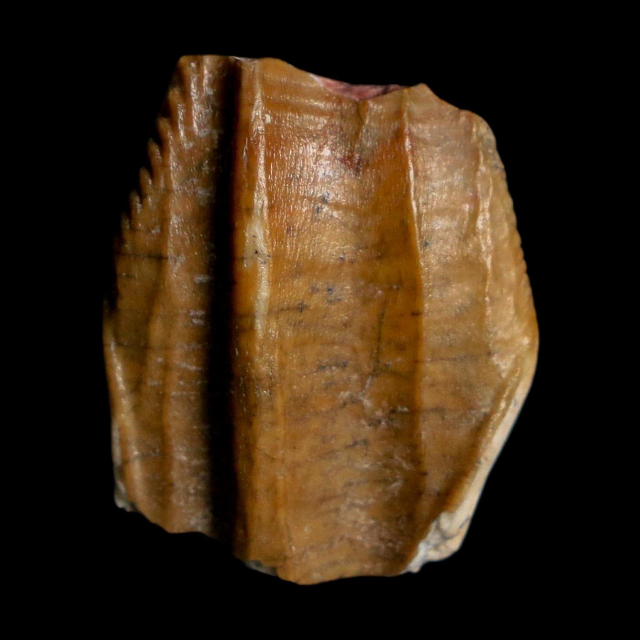 0.8" Ouranosaurus Fossil Tooth Cretaceous Age Iguanodontid Dinosaur Niger