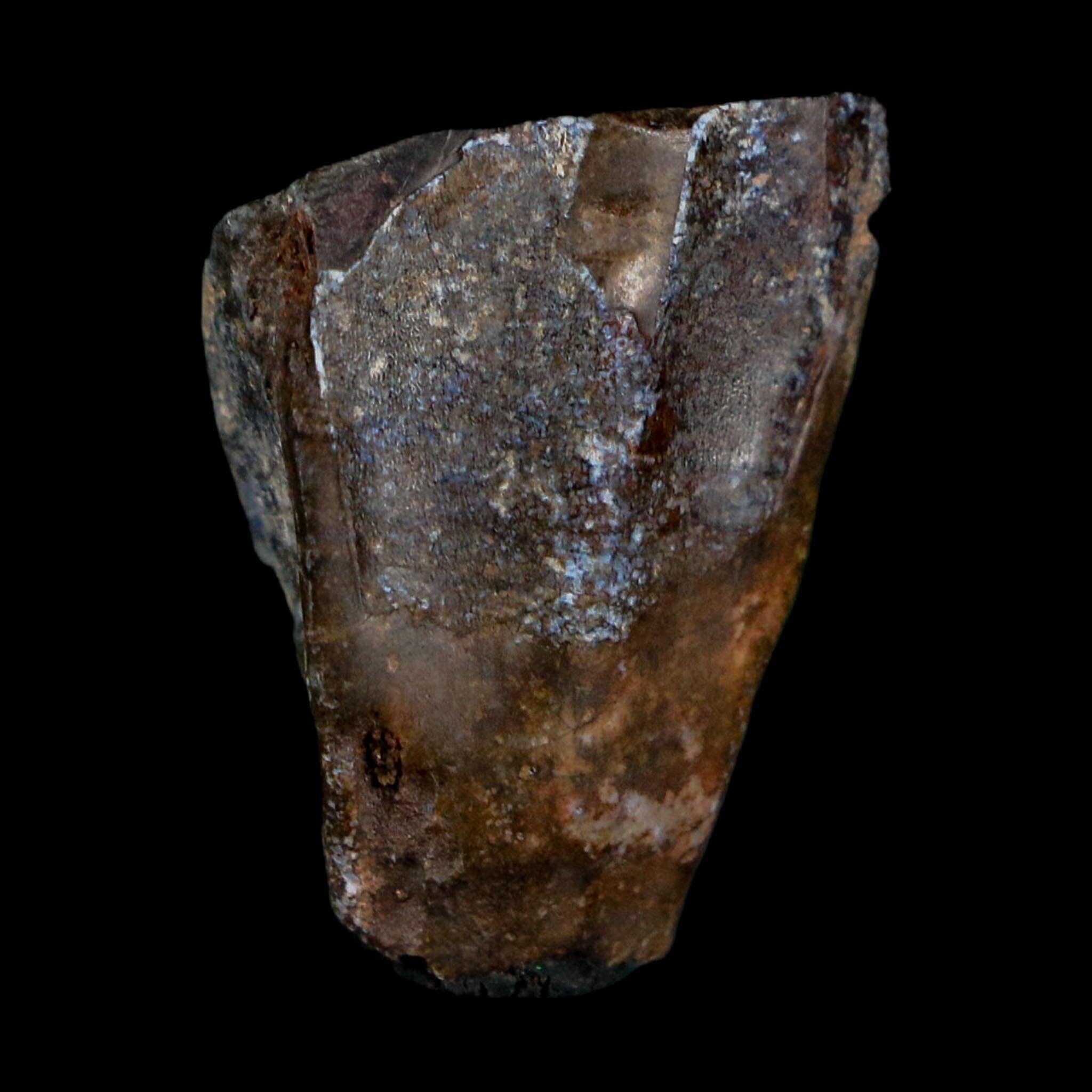 0.9" Ouranosaurus Fossil Tooth Cretaceous Age Iguanodontid Dinosaur Niger