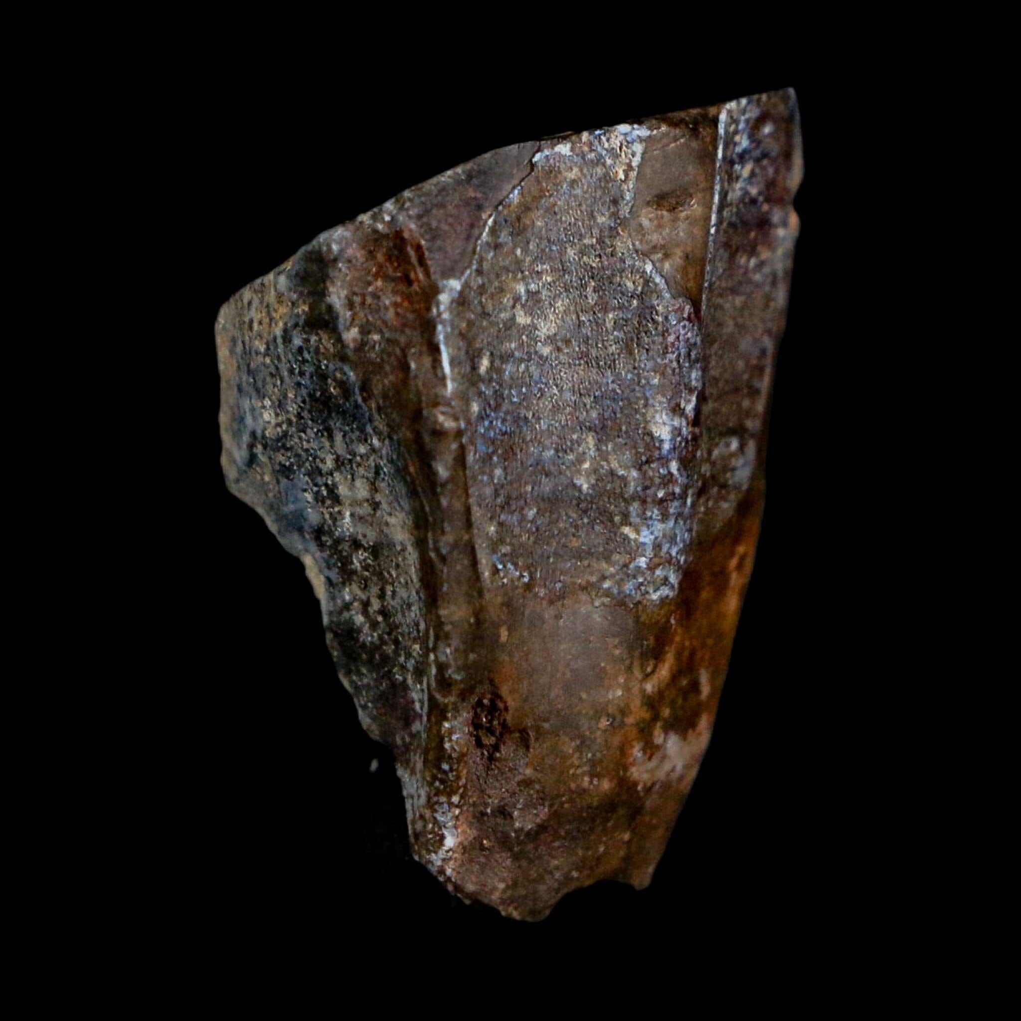 0.9" Ouranosaurus Fossil Tooth Cretaceous Age Iguanodontid Dinosaur Niger