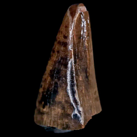 0.6" Nanotyrannus Tyrannosaurus Fossil Premax Tooth Dinosaur Hell Creek MT COA - Fossil Age Minerals
