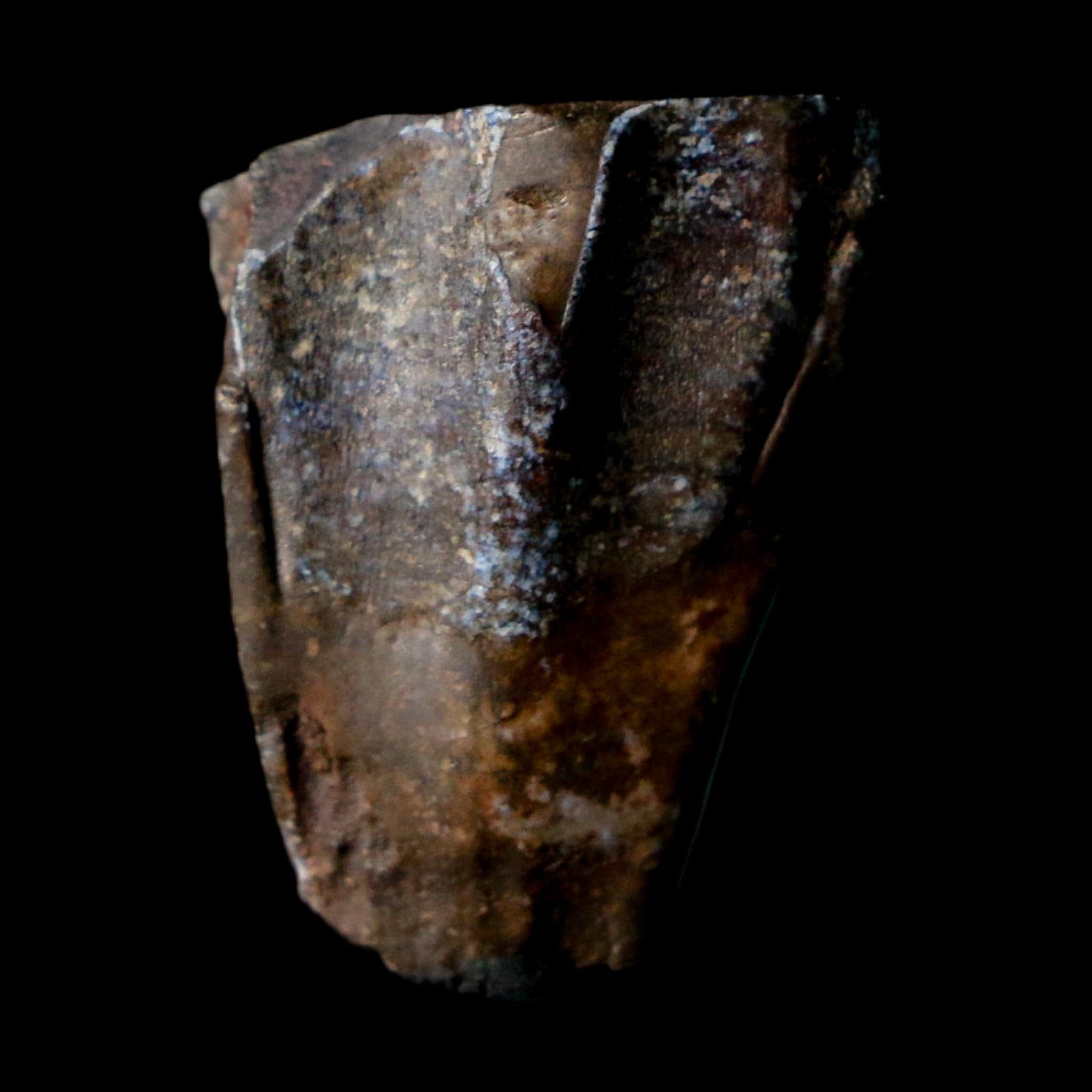 0.9" Ouranosaurus Fossil Tooth Cretaceous Age Iguanodontid Dinosaur Niger