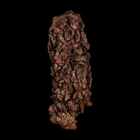 3.7" Prehistoric Coprolite Fossil Specimen Poop Dung Miocene Madagascar
