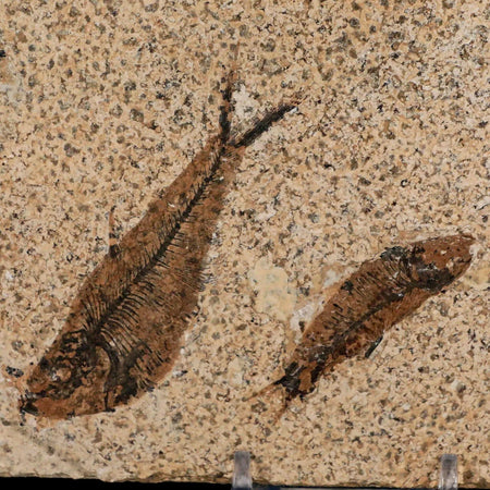 3" Three Diplomystus And Knightia Fossil Fish Green River FM WY Eocene Age COA