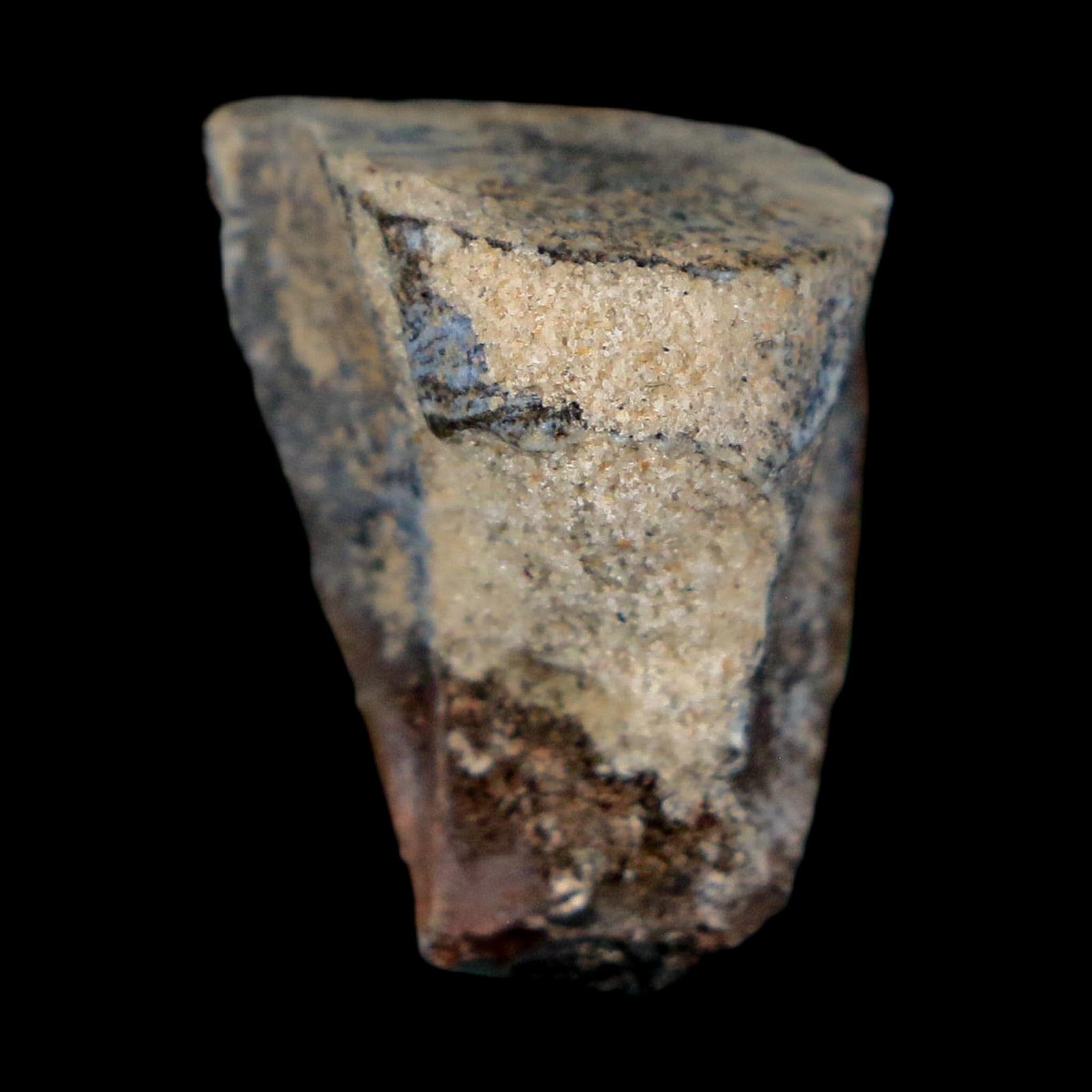 0.9" Ouranosaurus Fossil Tooth Cretaceous Age Iguanodontid Dinosaur Niger