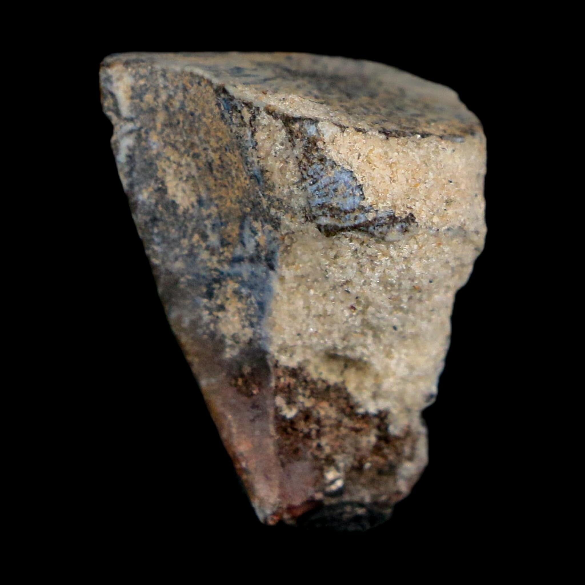0.9" Ouranosaurus Fossil Tooth Cretaceous Age Iguanodontid Dinosaur Niger