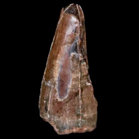 0.5" Tyrannosaur Fossil Premax Tooth Cretaceous Dinosaur Judith River FM MT COA - Fossil Age Minerals