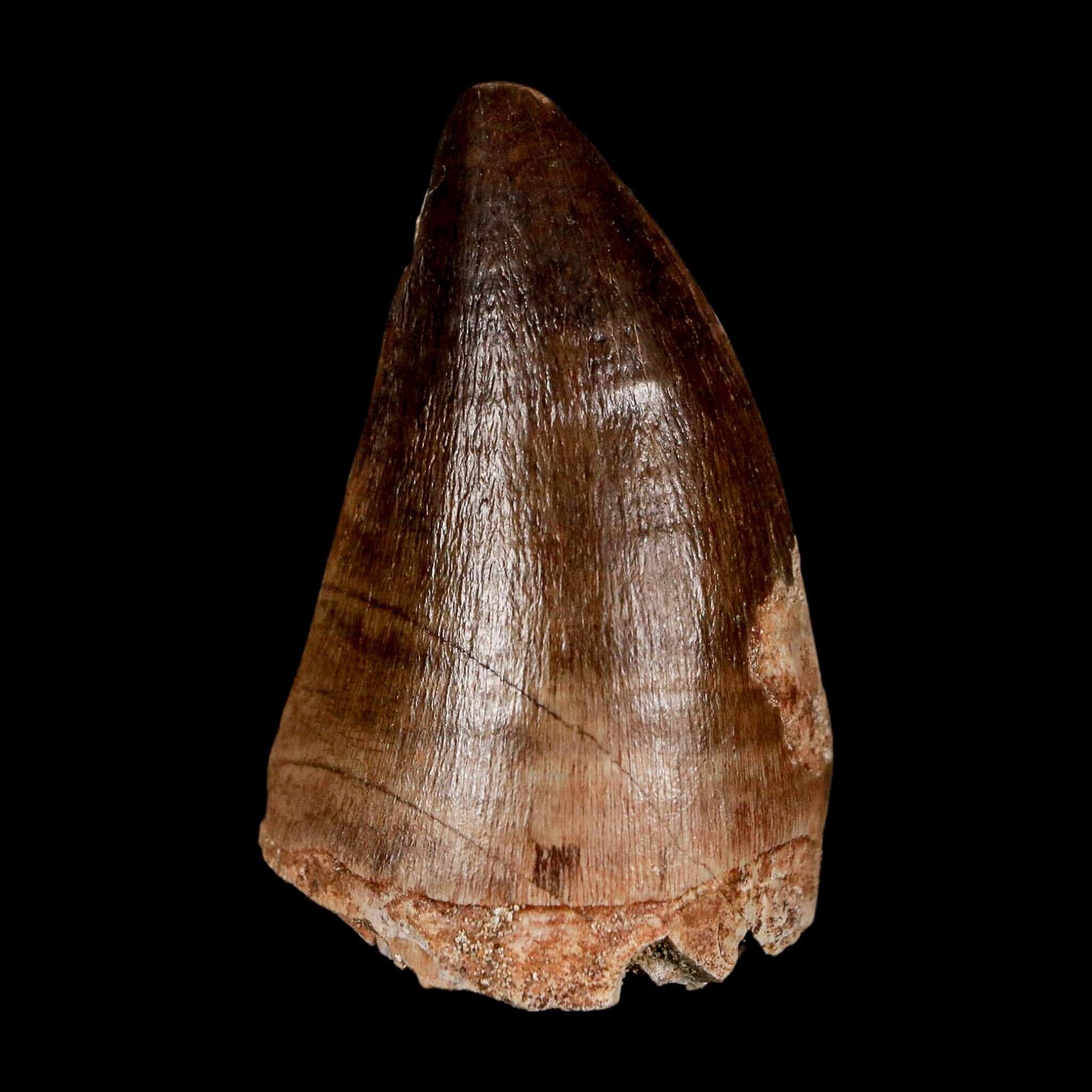 1.9" Mosasaur Prognathodon Fossil Tooth Cretaceous Dinosaur Era COA & Stand - Fossil Age Minerals