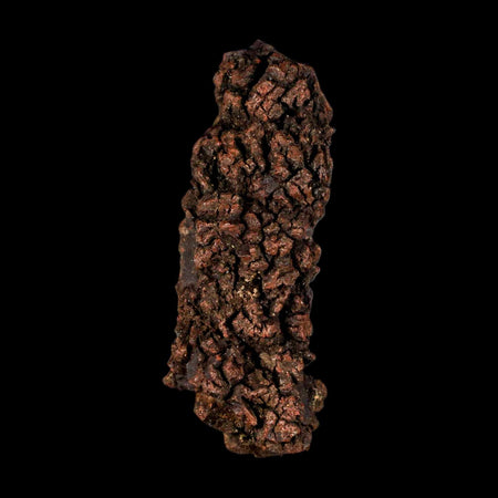 3.7" Prehistoric Coprolite Fossil Specimen Poop Dung Miocene Madagascar