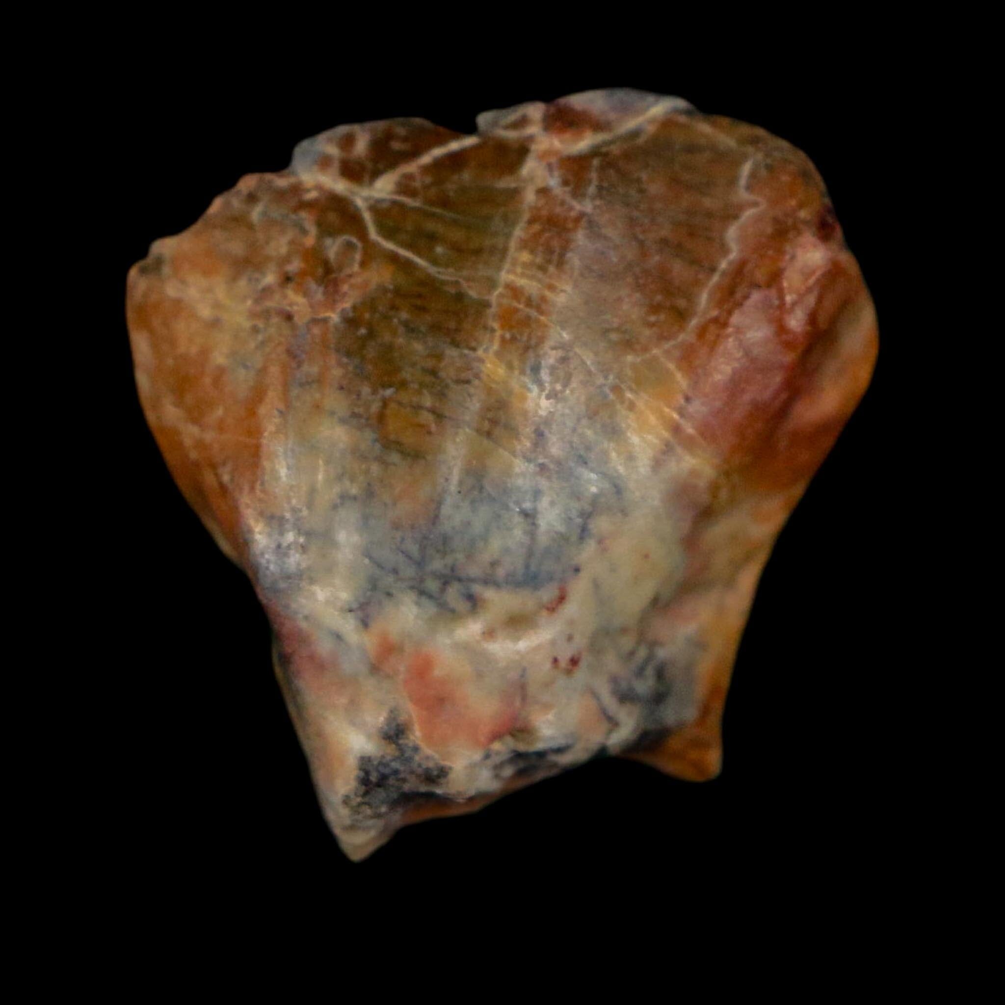 0.8" Ouranosaurus Fossil Tooth Cretaceous Age Iguanodontid Dinosaur Niger